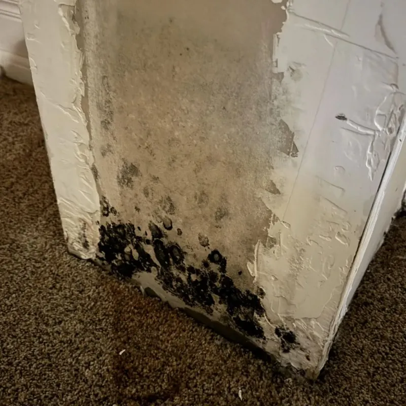 Professional Mold Removal in Brown County, WI